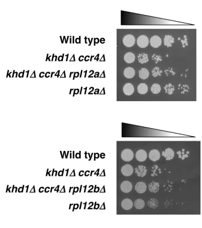 図 13 ．rpl12a Δ 変異および rpl12b Δ 変異は khd1 Δ  ccr4 Δ 二重変異株の 増殖遅延を抑圧する     それぞれの変異株を YPD 培地にスポットして 30 ℃で培養後、 Rpl12a お よび Rpl12b と、Khd1 および Ccr4 との遺伝的相互作用を検討した。  スポットはそれぞれ 5 倍希釈されている。Wild typekhd1Δ!ccr4Δkhd1Δ!ccr4Δ rpl12aΔrpl12aΔWild typekhd1Δ!ccr4Δkhd1Δ!ccr4Δ r