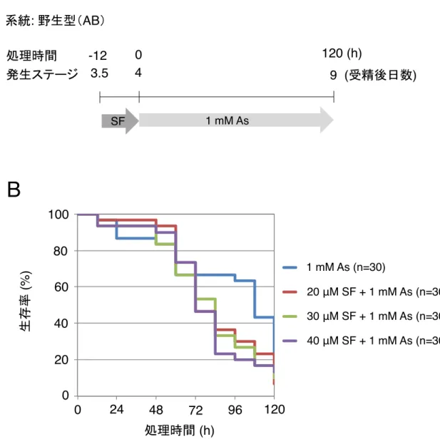 図 4-9 1 mM 亜ヒ酸ナトリウム曝露に対するサルフォラフェン前処理の効果 受精後 4 日目の野生型胚を、 0-40 µM のサルフォラフェン（ SF ）で 12 時間前処理した後に、 1 mM  の亜ヒ酸ナトリウム（ As ）に曝露し、 12 時間ごとに生存を確かめた。各前処理群の 生存率を、前処理なし群の生存率と比較したところ、 30 µM SF 前処理では有意に生存時間 が短く（ p<0.05, log-rank 検定） 20 および 40 µM SF 前処理群でも統計的有意差はなかったも 