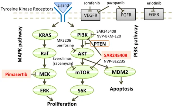 図 1    PI3K/mTOR 経路、 MAPK 経路と代表的な分子標的薬