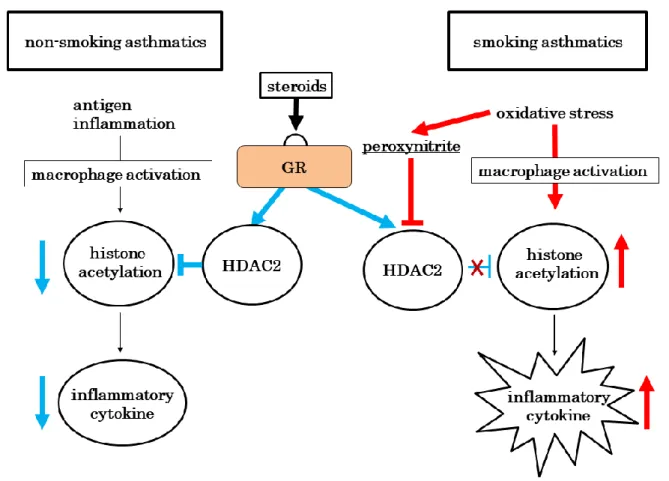 Figure 1.  酸化ストレスによる histone deacetylase 2 (HDAC2)活性・発現低下の機序 