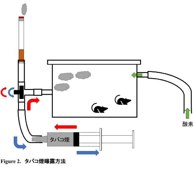 Figure 2.  タバコ煙曝露方法 