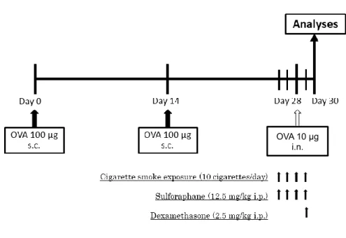 Figure 3.  実験プロトコール 