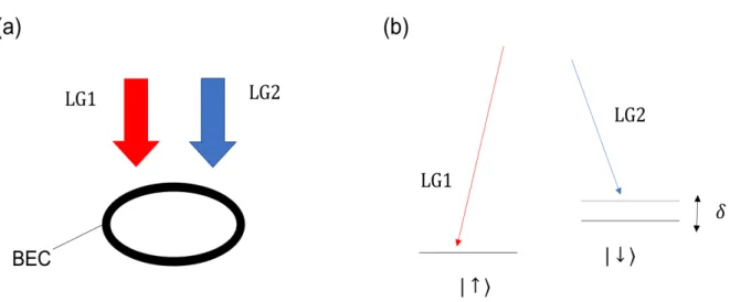 図 4.1: (a) SOAM を合成するための実験の概略図．円筒座標系にて，リング状にトラップさ れた BEC に対して逆向きの角運動量を持った LG レーザーを z 軸方向に沿って照射し，ラ マン遷移を誘起させる． (b) 原子のエネルギー状態を 2 準位系とみなし，状態間のラマン遷 移を誘起させた概略図． LG レーザーを介して状態 |↑⟩ と |↓⟩ が結合している． の積の項と類似していることから，角運動量とスピンの結合による相互作用 (SOAM) を表 している項であることがわかる． 次に，リン