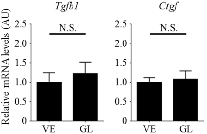 図 10  皮膚における Tgfb と Ctgf 遺伝子発現量の検討：マウスの背部皮膚に 4 週 間連日 BLM の皮内注射を行った。 同時にグリチルリチン  (GL)  もしくは PBS (溶 媒[VE])  の腹腔内投与も行った。皮膚における Tgfb1 と Ctgf の  mRNA 量を