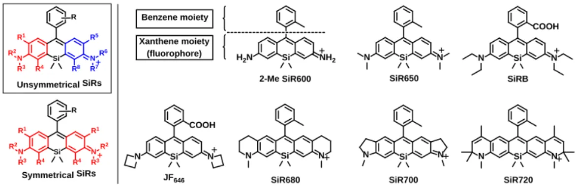 Figure 2-1-3.    Representative chemical structures of Si-rhodamines used as platforms for far-red  to NIR fluorescence probes