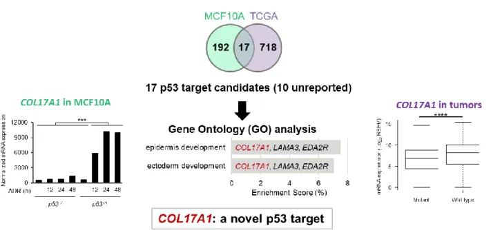 Figure 1. The p53 targets were screened using MCF10A microarray and invasive breast carcinoma (TCGA)