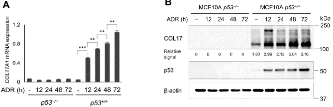 Figure 2. A. The relative mRNA expression of COL17A1 in MCF10A p53 +/+  or p53 −/−  cells, with or without ADR; times (hours)  indicate period after ADR treatment