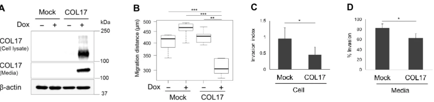 Figure 5. MDA-MB-231 cell line  stably  overexpressing  COL17 and mock  cells were  not treated (Dox−) or treated with  1  μg/mL of doxycycline (Dox+) for 48 hours before analysis