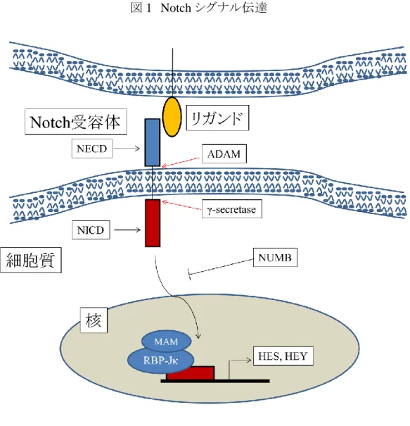 図 1  Notch シグナル伝達 