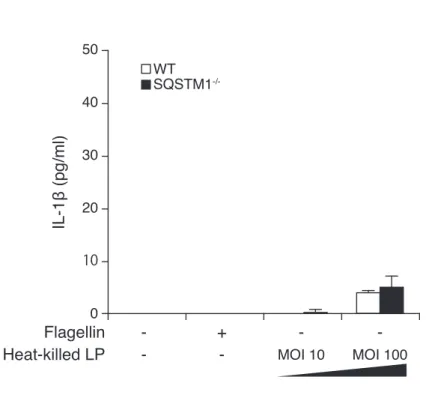 図 4. L. pneumophila による TLR 刺激は IL-1 βの分泌をほとんど起こさない：(A)TLR2 または TLR5 刺激 による WT マクロファージ（白）、SQSTM1 -/- マクロファージ（黒）培養上清中の IL-1 β濃度