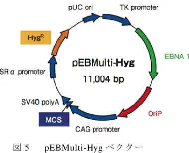 図 5    pEBMulti-Hyg ベクター