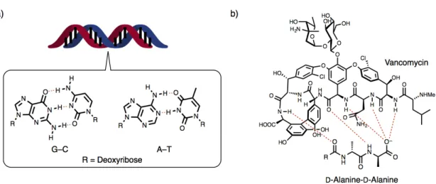 Figure  1–2. a) Hybridization of a DNA double strand and Watson-Crick base pairs, b) recognition of a 
