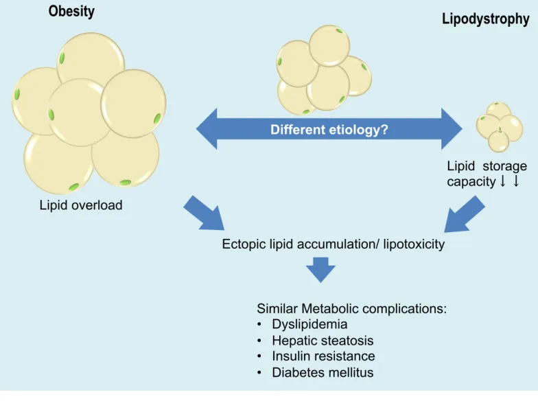 Figure 1. Schematic illustration of lipodystrophy.  Lipodystrophy and obesity are caused by  different etiology but accompanied by similar metabolic consequences including dyslipidemia,  hepatic steatosis, severe insulin resistance, and diabetes mellitus