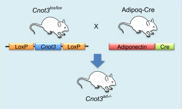 Figure 3. Targeted disruption of the Cnot3 gene in adipose tissues.  