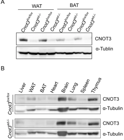 Figure 4.(A) Western blot of CNOT3 and α-Tubulin protein by western blot in white  adipose tissue (WAT) and brown adipose tissue (BAT) of Cnot3 lox/lox  control and Cnot3 ad-/-  mice