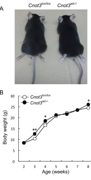 Figure 5. There were no obvious morphological differences in Cnot3 ad-/-  mice. (A) Gross  appearance of 8-week-old Cnot3 ad-/-  mice and their wild-type littermates on ND feeding