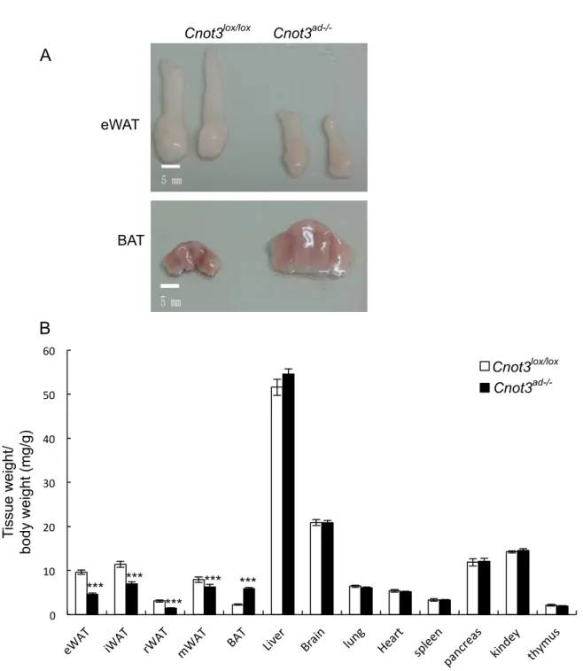 Figure 6. Severely reduced size of WAT and markedly enlarged BAT.(A) Fat pads  morphology of wild-type and Cnot3 ad-/- mice