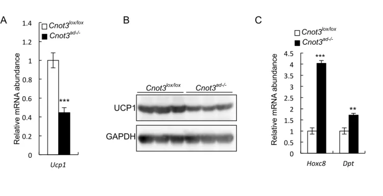 Figure 10. (A) qRT-PCR analysis of Ucp1mRNA expression level in BAT of Cnot3 ad-/-  mice and their wild-type littermates
