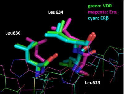 Table  2-3-7 において化合物 2 が ERα に対して活性を示さず、 ERβ にのみ阻害活性を示し た実験結果には、この LXXLL ペプチドフラグメントの活性コンフォメーションの違いも寄Leu630Leu633Leu634green:,VDR,magenta:,Erα,cyan:,ERβ,