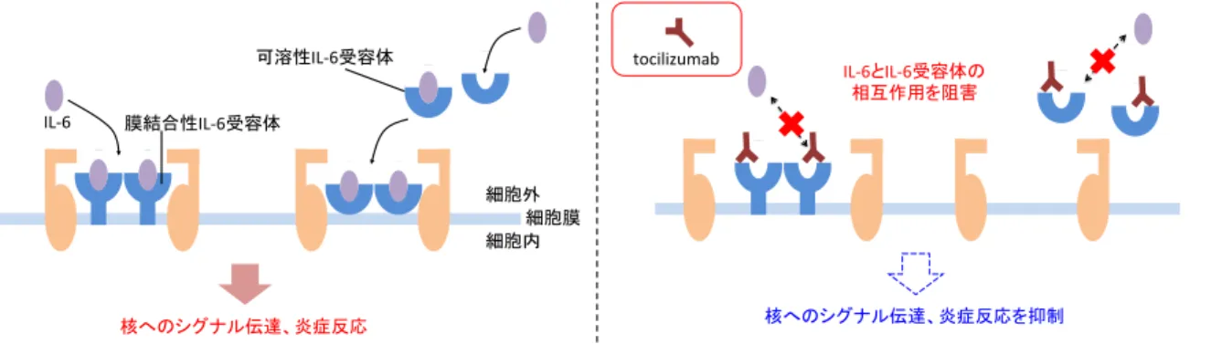 Figure 1-1-1. tocilizumab の作用機序   ( 論文 1-1-4) より改編 ) 