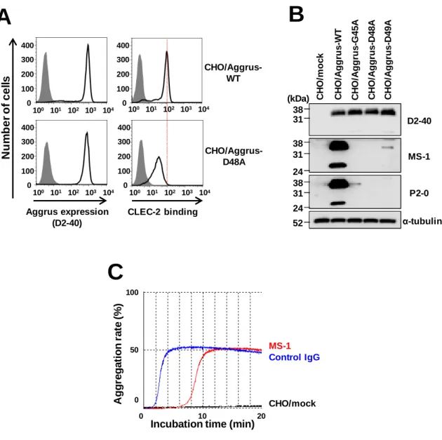 Fig. 0-3 Aggrus の の の の PLAG3 ド メインと ド メインと ド メインと ド メインと CLEC-2 の 相互作用 の 相互作用 の 相互作用 の 相互作用