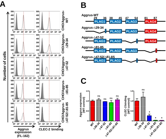 Fig. 1-3 PLAG ド メ イン欠損変異 ド メ イン欠損変異 ド メ イン欠損変異 ド メ イン欠損変異 Aggrus と と と と CLEC-2 の相互作用解析 の相互作用解析 の相互作用解析 の相互作用解析