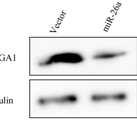 図 6. miR-26a を過剰発現させた際の HMGA1 タンパク質発現量 