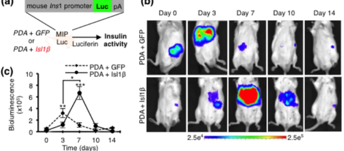 Figure  4.  (a)  A  schematic  diagram  of  non-invasive  bioluminescence  imaging  screening strategy