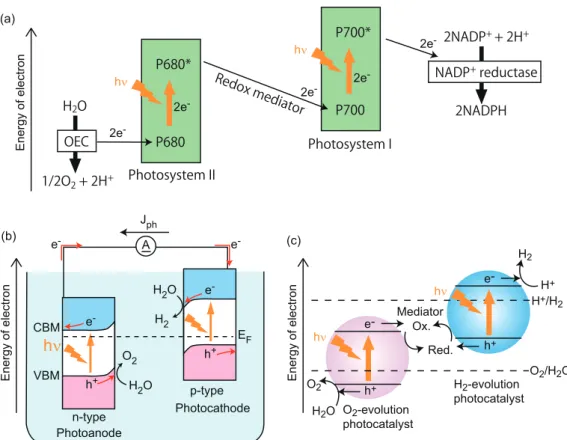 Figure 1.6: Schematic energy diagrams of (a) photosynthesis in natural plants, (b) a photoelec- photoelec-trochemical cell using dual photoelectrodes, and (c) Z-scheme water splitting using powdered photocatalysts.