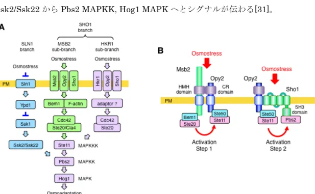 Figure  4  HOG 経路模式図   (A)HKR1 副支経路で機能するタンパク質はラベンダー色、