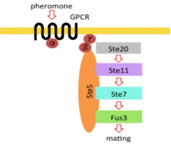 Figure 5 Ste5 は Mating 経路の足場タンパク 質としてはたらく 
