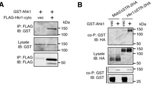 Figure 10 Ahk1 は Hkr1-cyto に結合する。  
