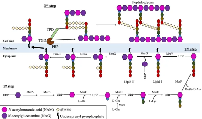Figure 1: Schematic model of peptidoglycan synthesis.  