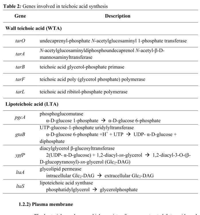 Table 2: Genes involved in teichoic acid synthesis 