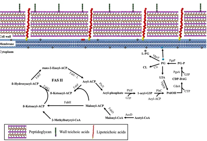 Figure 3: Schematic model of phospholipid production.  
