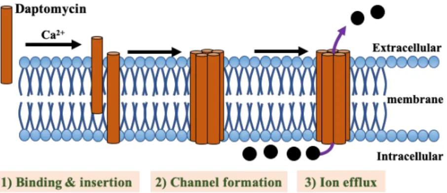 Figure 6: Schematic model of cell membrane disruption upon DAP exposure.  
