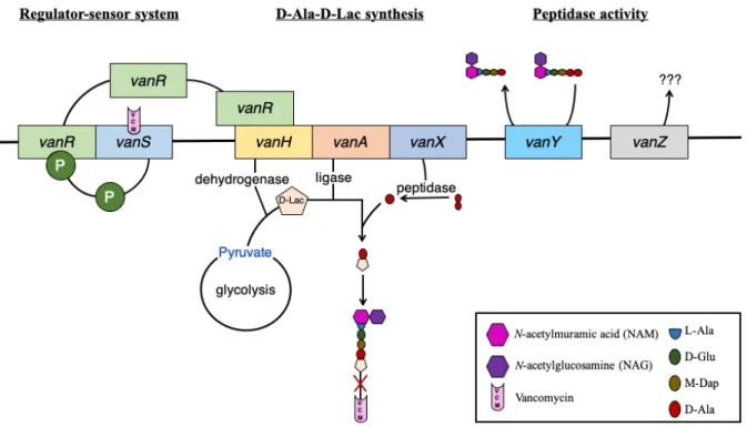 Figure 7: Schematic model of vanA operon-mediated VCM resistance in VRSA. 