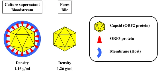 Fig. 3.  Schematic diagrams of HEV particles. HEV particles in feces are non-enveloped,  while those in culture supernatant and circulating blood are covered by a cellular membrane  and ORF3 protein