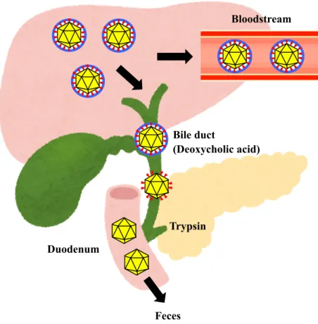 Fig.  4.  The  presence  of  two  distinct  forms  of  HEV  particles  in  infected  hosts