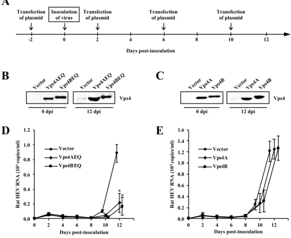 Fig. 7.  Effects of Vps4 on rat HEV release. (A) The experiment schedule. PLC/PRF/5 cells  were  transfected  with  the  expression  plasmid  2  days  before  and  2,  6  and  10  days  after  inoculation  on  day  0