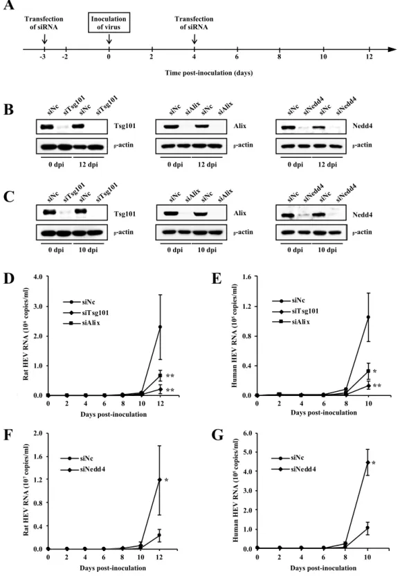 Fig. 8.  Effects of siRNAs of Tsg101, Alix or Nedd4 on the release of rat HEV and human  HEV