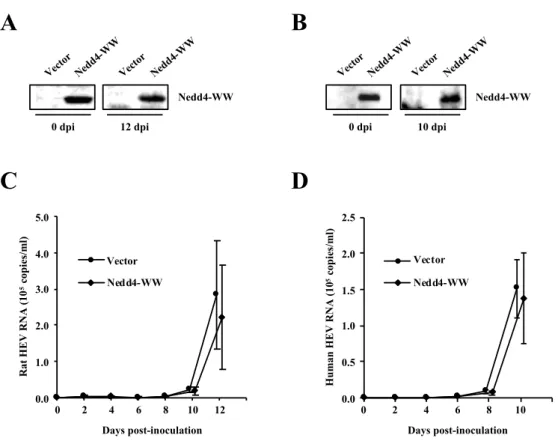 Fig. 9.  Effects of DN mutant of Nedd4 on the release of rat HEV and human HEV. (A,  B) The expression of DN mutant of Nedd4 in the experiment using rat HEV (A) or human  HEV (B)