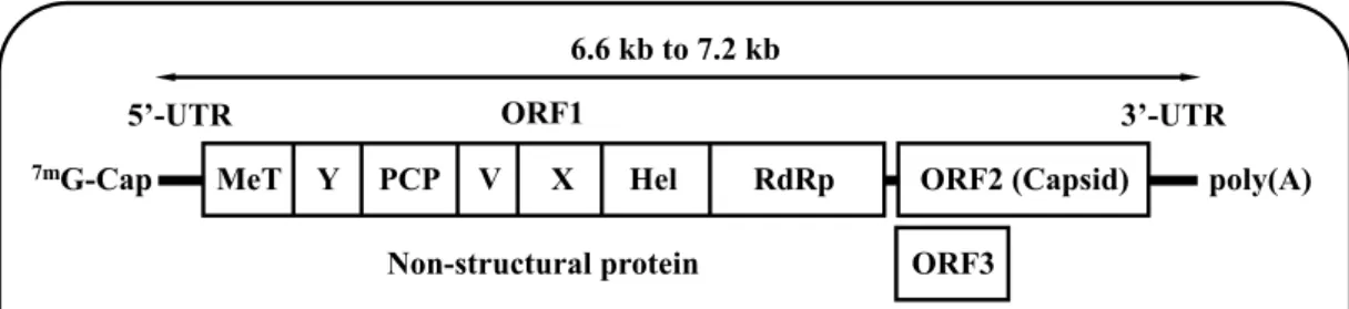 Fig. 1.  HEV genome. Single-stranded positive-sense HEV RNA genome with three ORFs  encoding ORF1, ORF2 and ORF3