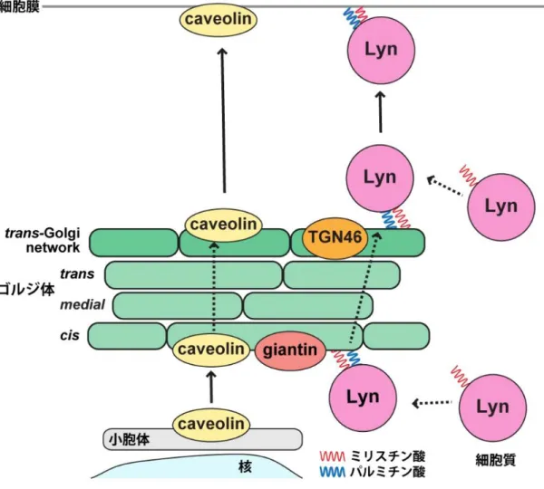 図 6. Lyn の細胞内輸送経路