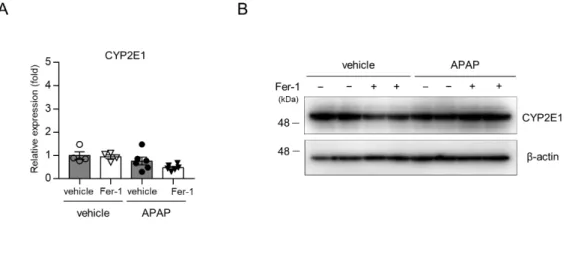 図 5. Fer-1 投与の CYP2E1 への影響