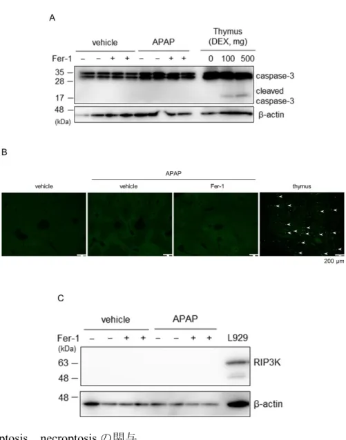 図 8. apoptosis 、 necroptosis の関与