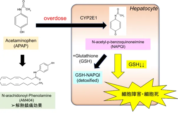 図 1.  アセトアミノフェン   (APAP)  急性肝不全の発症機序