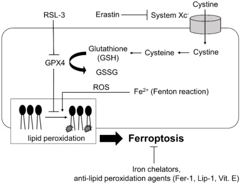 図 2.  古典的 Ferroptosis ( フェロトーシス ) のメカニズム
