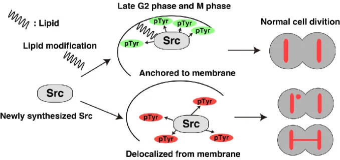 Fig. 3. Graphical Abstract of this study
