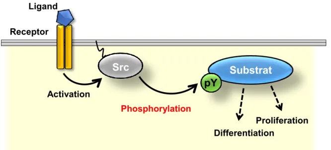 Figure 001. Src-mediated tyrosine phosphorylation.    
